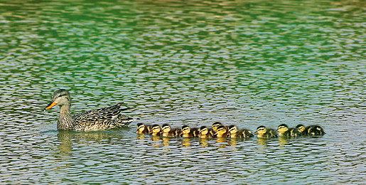 《JOJO群星之战R》新角色预告展示卡兹与瓦姆乌